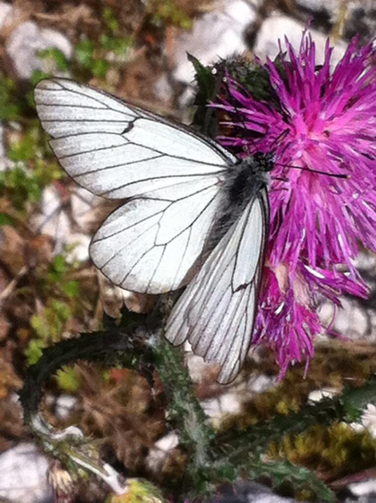 schmetterling auf blüte